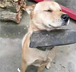 狗狗犯错后，有这几种表现，说明它意识到自己的错误了