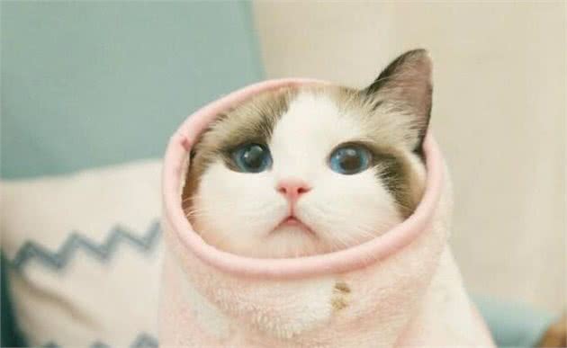 猫界“最漂亮”的6种猫，让人赏心悦目眼睛一亮，你觉得谁第一？