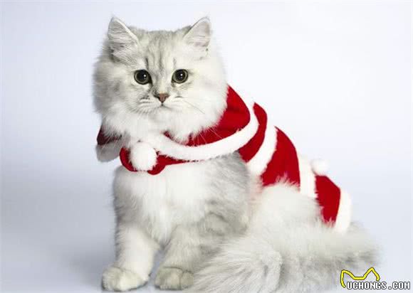 猫界“最漂亮”的6种猫，让人赏心悦目眼睛一亮，你觉得谁第一？