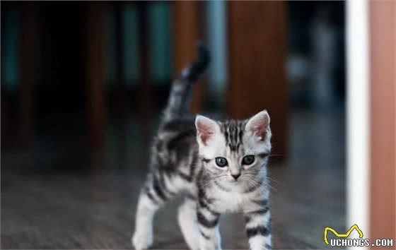 猫界“最漂亮”的6种猫，让人赏心悦目眼睛一亮，你觉得谁第一？