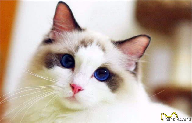 猫界“最漂亮”的6种猫，让人赏心悦目眼睛一亮，你觉得谁第一？