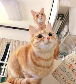 猫界脾气最好、最乖的5种猫，不哭不闹，你家有同款吗？