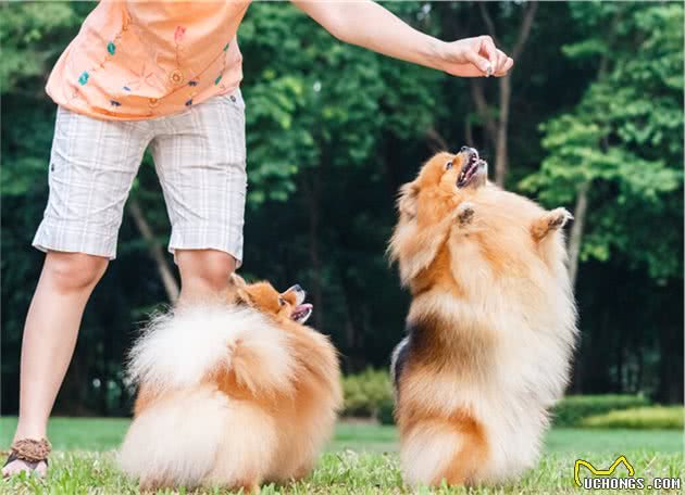 博美犬长寿秘籍！想要博美犬寿命更长，真的不容错过
