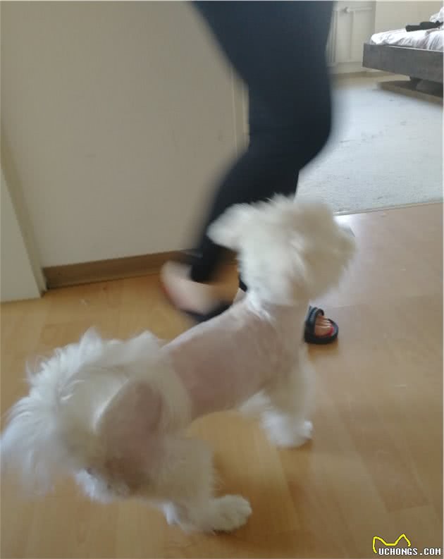 自己动手为狗狗剪毛的后果是什么？是节俭还是节“健”