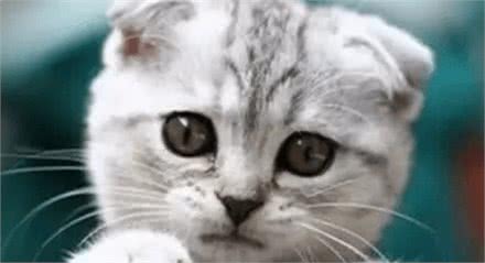 什么猫咪最受欢迎？十大最受欢迎的宠物猫种类排行榜