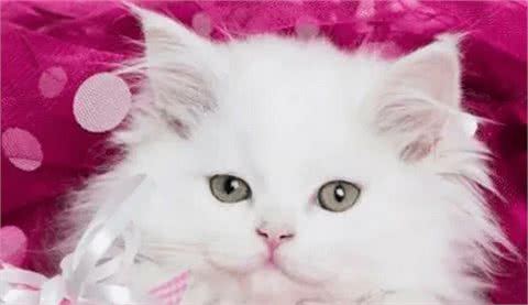 什么猫咪最受欢迎？十大最受欢迎的宠物猫种类排行榜