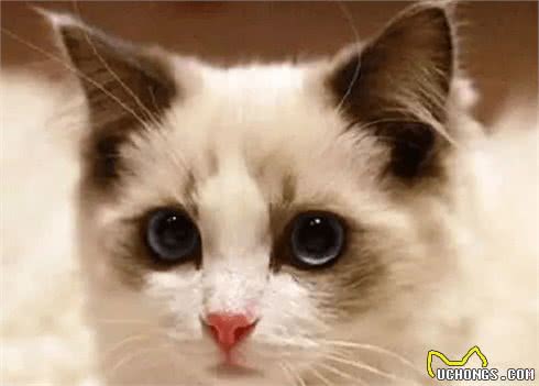 什么猫咪最受欢迎？十大最受欢迎的宠物猫种类排行榜