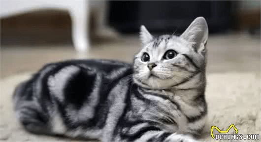 什么猫咪最受欢迎？十大最受欢迎的宠物猫种类排行榜