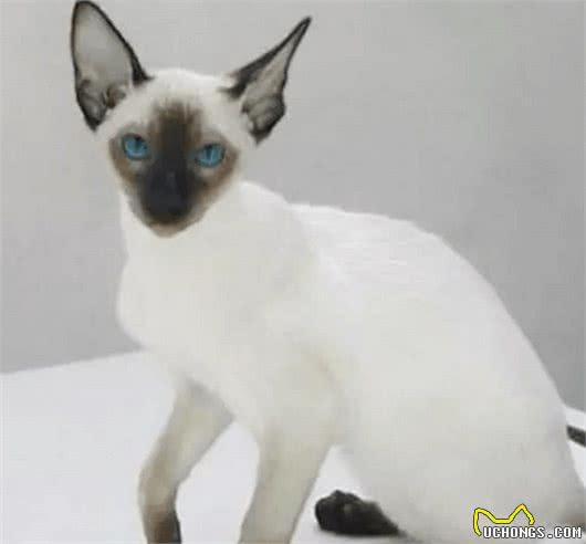什么猫咪最受欢迎？十大最受欢迎的宠物猫种类排行榜