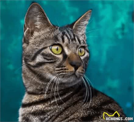 什么猫咪最受欢迎？十大最受欢迎的宠物猫种类排行榜