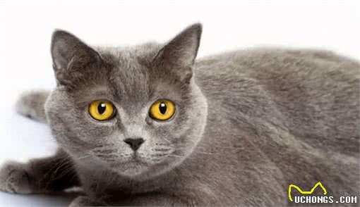 什么猫咪最受欢迎？十大最受欢迎的宠物猫种类排行榜