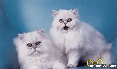 什么猫咪最受欢迎？十大最受欢迎的宠物猫种类排行榜