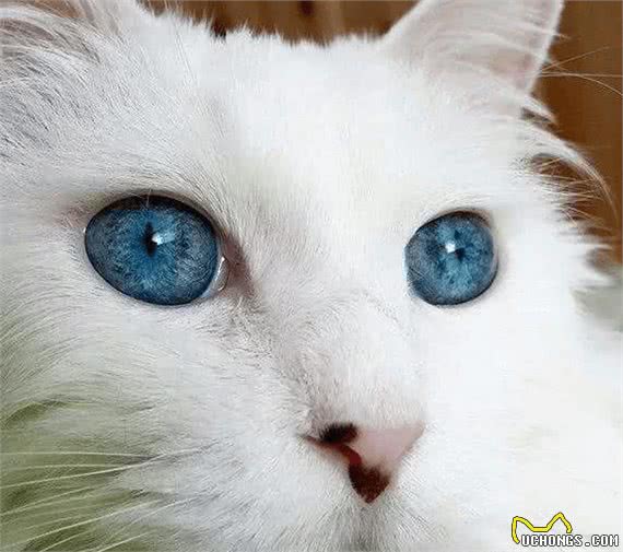 什么猫咪最受欢迎？十大最受欢迎的宠物猫种类排行榜
