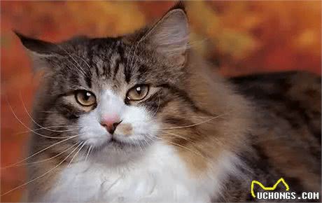 什么猫咪最受欢迎？十大最受欢迎的宠物猫种类排行榜