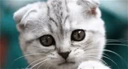 什么猫咪最受欢迎？十大最受欢迎的宠物猫种类排行榜
