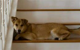 别忽视狗狗的腰椎问题，无形中这些行为害了狗，主人别大意