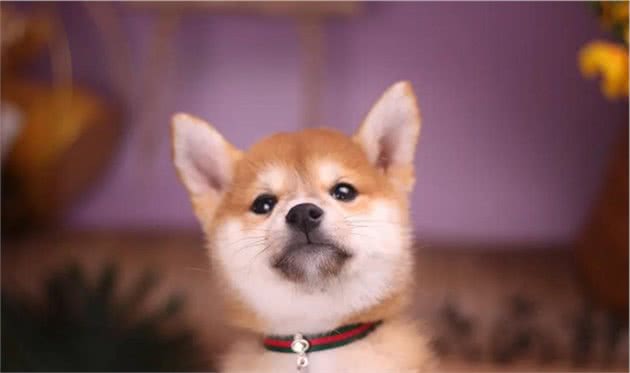 柴犬可以剃毛吗？柴犬掉毛的应对方法
