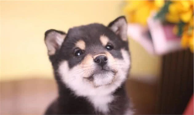 柴犬可以剃毛吗？柴犬掉毛的应对方法