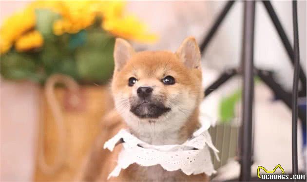 柴犬可以剃毛吗？柴犬掉毛的应对方法