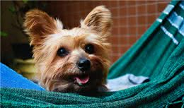 狗狗生小狗之后，出现抽搐现象，赶快用这3招