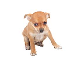 狗狗犬瘟热初期症状