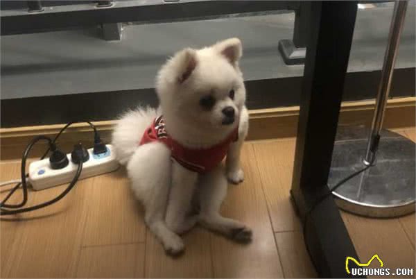 这些事会让博美伤透心，感情再好也别做
