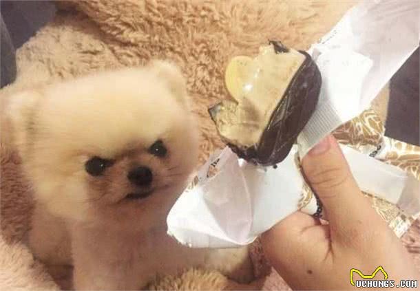 这些事会让博美伤透心，感情再好也别做