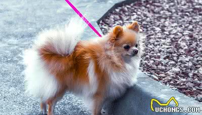 养狗，我只想养博美犬，这6大理由让我无法拒绝