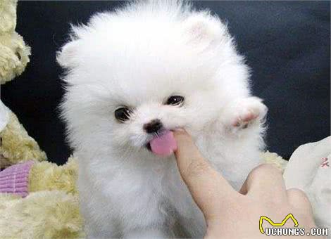 养狗，我只想养博美犬，这6大理由让我无法拒绝