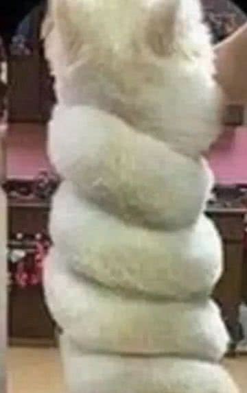 博美修毛，麻花造型让大家哭笑不已，主人我不要面子？