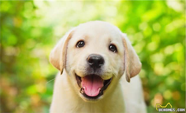 犬埃利希氏体病是什么？如何防治？一文带你了解