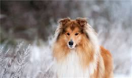 犬埃利希氏体病是什么？如何防治？一文带你了解