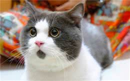 最适合新手养的猫：英国短毛猫，你确定不养一只吗？