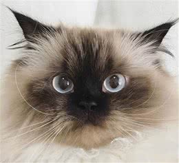 喜马拉雅猫，温和的大赢家，你是否也喜欢呢