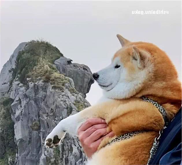 柴犬的智商是人的几岁？和边牧比谁聪明？