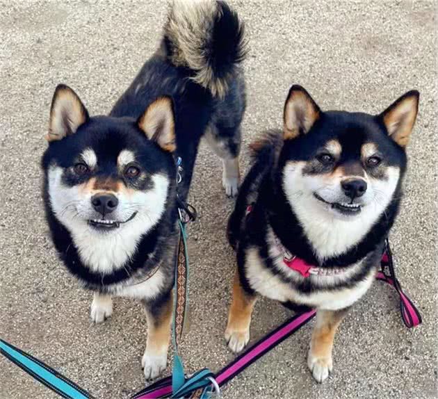 柴犬的智商是人的几岁？和边牧比谁聪明？