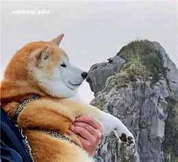 柴犬的智商是人的几岁？和边牧比谁聪明？