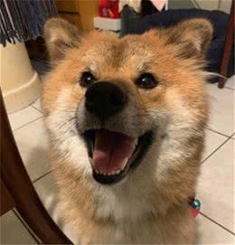 柴犬非常怕医生，一看到医生就狂喊：“不要碰我的小屁屁”