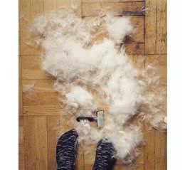 你家狗狗爱掉毛吗？