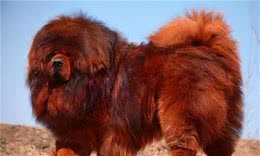 中国上最能打得猛犬，咬住目标绝不松口