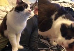 跟狗狗一样大10公斤缅因猫超黏人　爸拔一叫就来踏踏