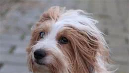 狗狗毛发打结怎么办？