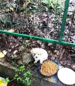 1只饥饿的小奶狗，面对食物却别开了脸，瘦小身体让人心酸