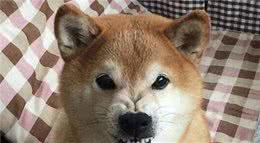 小心这几个信号，狗狗可能是对你有所不满