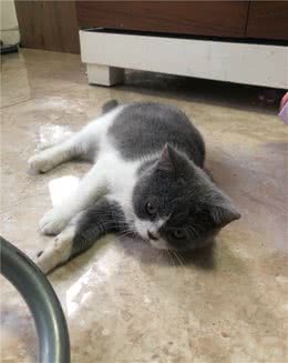 号外号外，捡到一只价值2000多块钱的短尾蓝猫，猫主人看过来