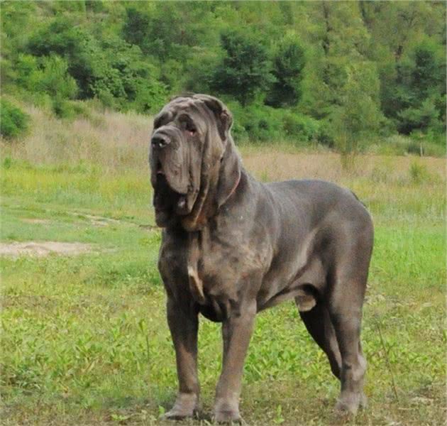世界上最凶猛、最危险的3种猛犬，被许多国家禁止饲养