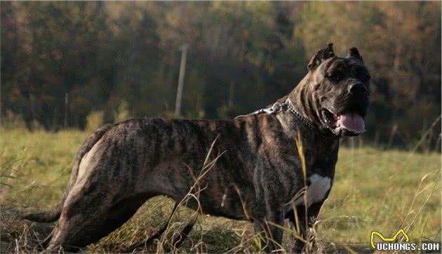 世界上最凶猛、最危险的3种猛犬，被许多国家禁止饲养