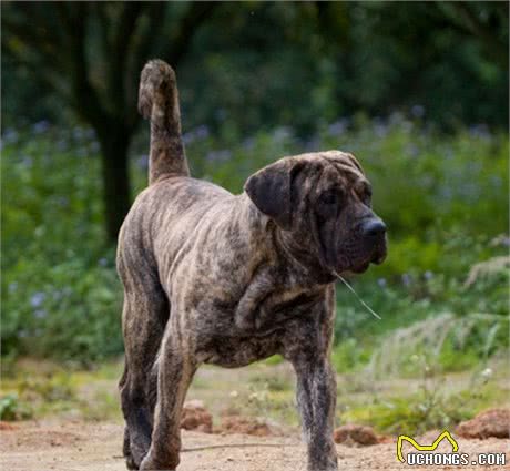 世界上最凶猛、最危险的3种猛犬，被许多国家禁止饲养