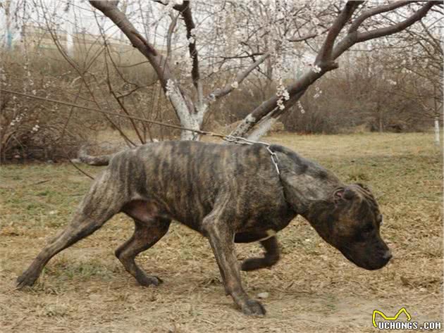 世界上最凶猛、最危险的3种猛犬，被许多国家禁止饲养