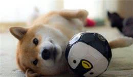 狗缺微量元素怎么补宠物狗缺微量元素要补什么